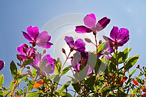 Flowers-purple tibouchina with sun backlighting