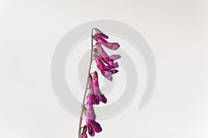 Flowers of a purple vetch Vicia benghalensis