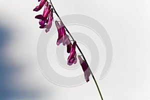 Flowers of a purple vetch Vicia benghalensis