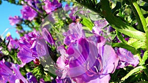 Flowers of purple viper`s bugloss