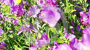 Flowers of purple viper`s bugloss