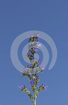 Flowers of the purple viper\'s-bugloss