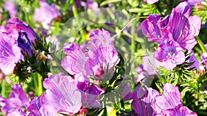 Flowers of purple viper\'s bugloss