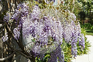 Flowers of purple Wisteria