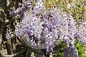 Flowers of purple Wisteria