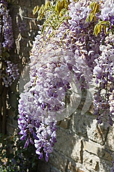 Flowers of purple Wisteria