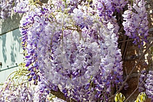 Flowers of purple Wisteria