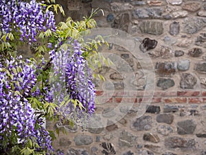 Flowers purple wisteria with a stone wall in the background