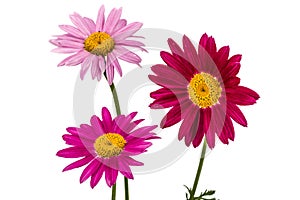 Flowers of pyrethrum, isolated on white background