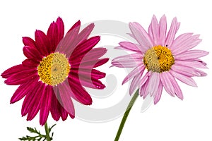 Flowers of pyrethrum, isolated on white background