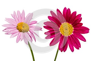 Flowers of pyrethrum, isolated on white background