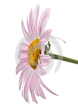Flowers of pyrethrum, isolated on white background