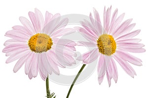 Flowers of pyrethrum, isolated on white background