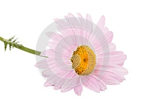 Flowers of pyrethrum, isolated on white background