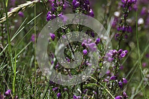 Flowers in queen`s view point on loch tummel