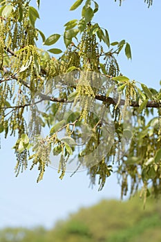 Flowers of Quercus serreta