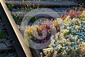 Flowers on the railway tracks