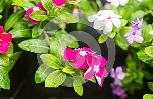 Flowers with rain drops in garden, West indian periwinkle, Catharanthus roseus, Vinca flower, Bringht Eye
