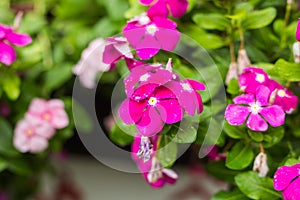 Flowers with rain drops in garden, West indian periwinkle, Catharanthus roseus, Vinca flower, Bringht Eye