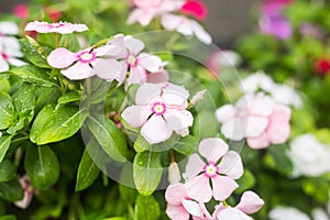 Flowers with rain drops in garden, West indian periwinkle, Catharanthus roseus, Vinca flower, Bringht Eye