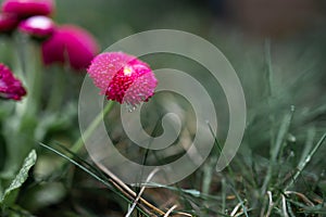 flowers after rain feel refresh and nature. Macro of bright pink flower along with millenium alliums in a cottage garden.