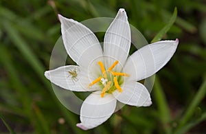 Flowers:Rain Lily,Zephyranthes Lily.