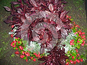 flowers in the rain at night