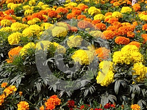 Flowers of Rajshahi college photo