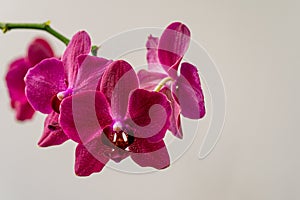 Flowers of rare burgundy-colored, dark magenta phalaenopsis orchid Destiny. Close-up of purple Moth Orchid, Phal