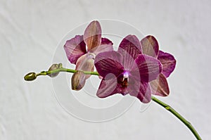 Flowers of rare burgundy-colored, or dark magenta phalaenopsis orchid Destiny, or purple Moth Orchid, Phal orchid against a white