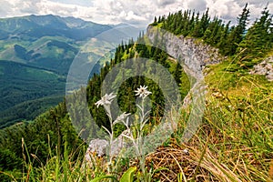 Flowers of a rare edelweiss mountains on the rocks.