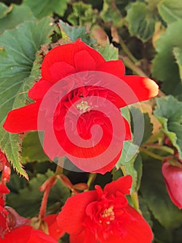 Flowers real Red . Nature Plants growing and blosseming in the sun.