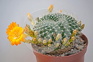 Flowers Rebutia photo