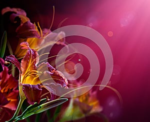 Flowers on a red background .With copy-space