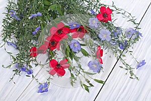 Flowers of red and blue flax with buds