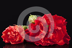 Flowers of red carnation Dianthus caryophyllus isolated on black background