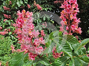 Flowers of Red horse-chestnut & x28;Aesculus x carnea & x27;Briotii& x27;& x29; photo