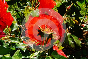 Flowers with an red lively color - Front view