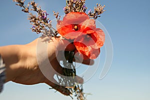 Flowers red nature clean skyblue hand photo