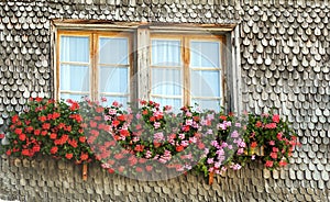 Flowers of red and pink