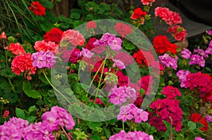 Flowers of a red and pink geranium