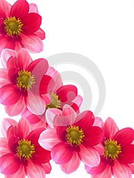 Flowers with red and pink petals