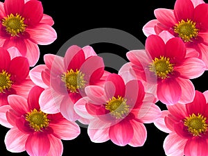 Flowers with red and pink petals