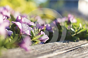 Flowers, red, pink, purple, all glamour