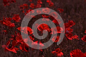 Flowers Red poppies bloom in the wild field. Beautiful field red poppies with selective focus, soft light. Natural Drugs - Opium