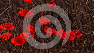 Flowers Red poppies bloom in the wild field. Beautiful field red poppies with selective focus, soft light. Natural Drugs - Opium