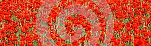 Flowers Red poppies blossom background on wild field in summer