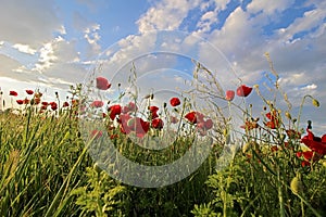 Flowers Red poppies blossom in field