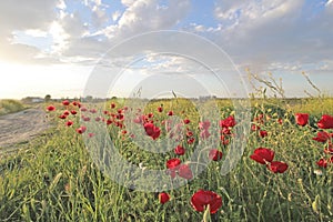 Flowers Red poppies blossom in field