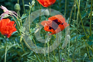 Flowers Red poppies blossom on wild field.